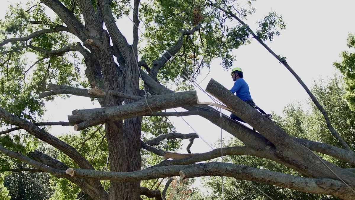 Professional Crown Thinning performed by certified arborists in Brusett