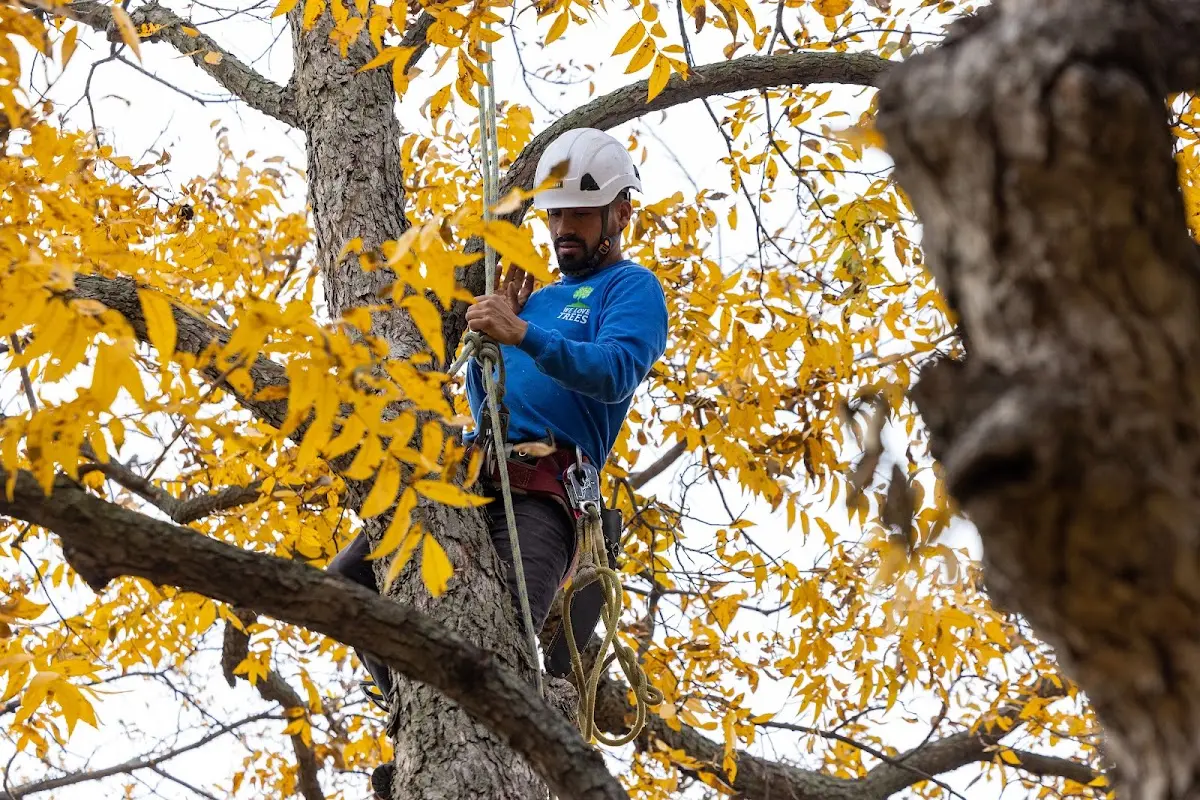 Skilled Dead Tree Removal crew working in Brusett