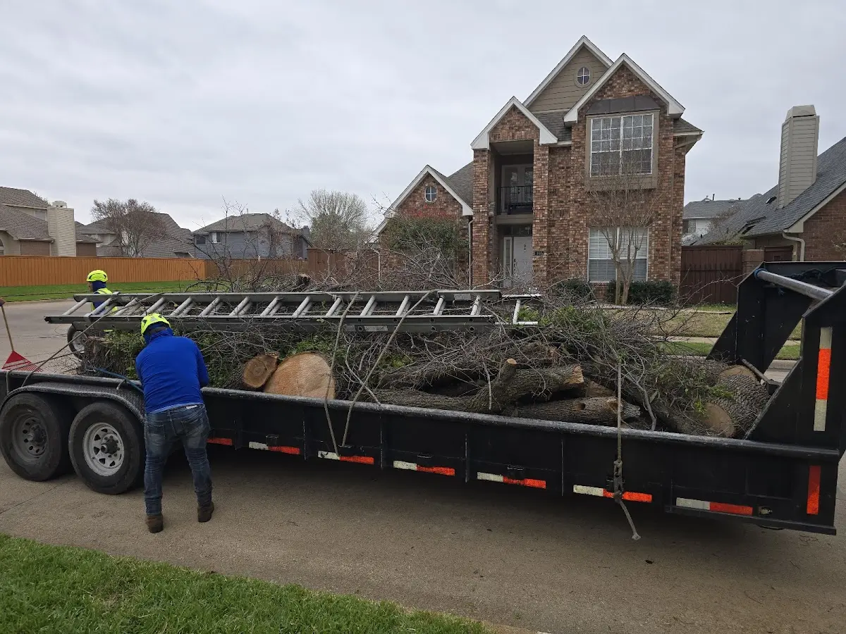 Expert Tree Removal with proper safety equipment in Brusett